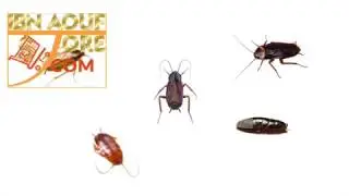 Advion Cockroach gel