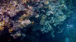 Snorkeling in Ras Mohamed National Park, Egypt