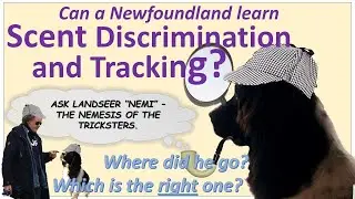 Training scent work and tracking - can a Newfoundland do this?