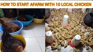 10 Local Chickens to Farm Success: A Starter Guide* 🐓