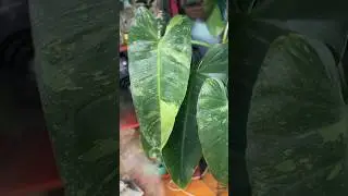 Gigantic Leaves Jose Bouno #philodendron #josebuono