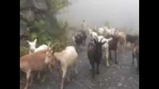 Almabtrieb der Milchziegen von der Frondell Alm