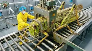 How Millions of Locusts Are Raised & Processed This Way &ndash; Inside a Modern Locust Processing Factory