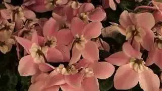Cyclamen persicum