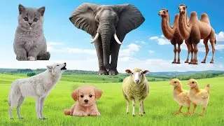 Cute little Animals - Cat, Elephant, Camel, Wolf, Dog, Sheep, Chicken - Animal Sounds