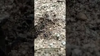 ANTS DON&rsquo;T SLEEP?! 🐜 They Power Nap Like Tiny Machines 😳💤
