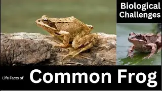 The Incredible Impact of Common Frogs