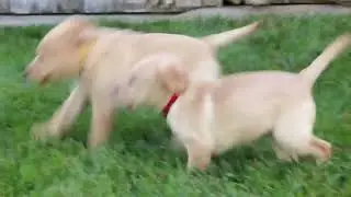 Fox Red Lab Puppies for Sale