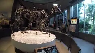 late pleistocene megafauna la brae @neolithicarch