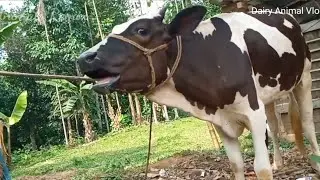 Cow Moo 4 96khz Sound Effect - Cow Mooing Cow Mooing Sound 100%