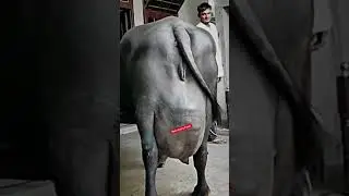 🌎 World Biggest Udder Murrah Buffalo #viral #shorts #viralshorts #shortvideo #forsale #murrah #milk