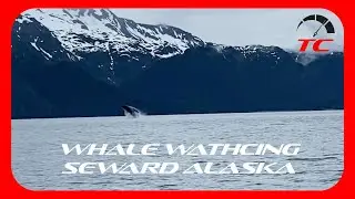 Resurrection Bay Boating and Whale Watching in Seward, Alaska with My Wife!