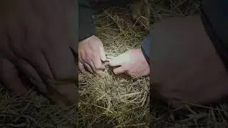 Only a few days left for trapping in NJ #furharvester #outdoors #waterfowl #trapper #raccoontrapping