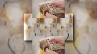 Request YTPMV Angry Cat Mom Beat Kitten Beats Super Funny Day 45 Baby Kittens Day 1 Day 100 Scan