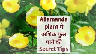 How To Get More flowers On Allamanda Plant/Allamanda Plant Care And Repotting/