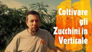 Coltivazione degli zucchini in verticale