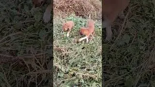 These puppies are having fun on the haystack. 🥰🐕 #puppy #waterconsumption #cutepuppy #drinkingwater