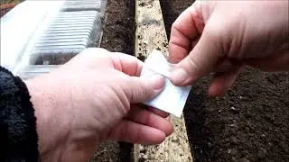 Carrots, March sowing in a raised bed