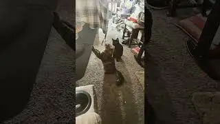 POV your cat just found the best thing ever #catlife #petvideos #shorts