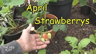 The veg plot pilot video and a first tour