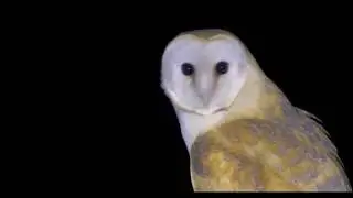 Barn owls in the Negev תנשמות בנגב המערבי