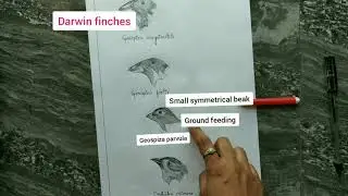 adaptive radiation | character displacement|Life sciences|Biology|Zoology|Ecology