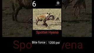 Top 10 strongest bite force animal in the world|#shorts #video #animals