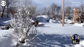 WEB EXTRA: Lions Play in Snow