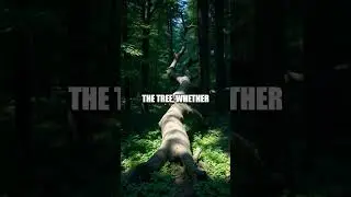 Decoding Secrets in Tree Dreams