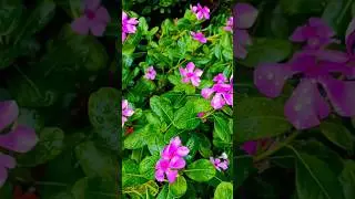 Vinca (/ˈvɪŋkə/;[2] Latin: vincire 
