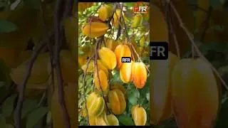facts mine 😱💯 facts about #airpotato #Limoniaacidissima and #starfruit #youtube #instagram #funfacts