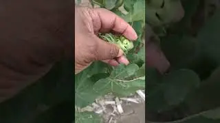 This  Is Cotton