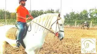 TM farm Horses