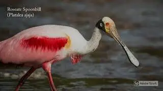 Most Beautiful Birds of North America Video: Cool Bird Video featuring Beautiful Birds (Part 2)