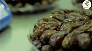 Riyadh Dates Factory For Industry