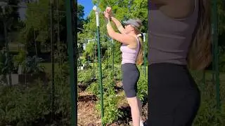 EASY TOMATO TRELLIS Perfect for the Spring Garden! #springgarden #gardening #homesteadgarden #garden