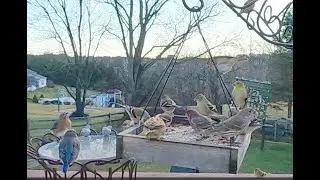 Birds At Bird Feeders | CAT TV - Birds For Cats To Watch | Relaxing Bird Sounds For Sleep