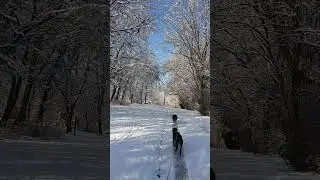 dogs in winter wonderland