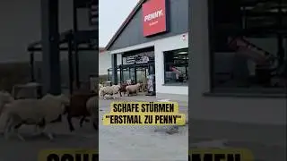 Sheep shopping in Penny supermarket! 🐑🛒 | First to Penny!
