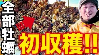 去年は7割が死滅､､､今年初収穫で予想外の結果に!!