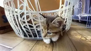 Kepalanya Nyangkut??? Bisa keluar gak yaaaa #youtube #video #cat #cute