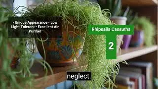 Top 3 Hanging Plants for Air Purification | Best Plants for Your Home
