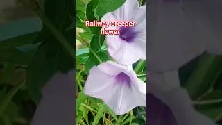 railway creeper flower #gardening #plants #permenentfloweringplant #lifewithplants