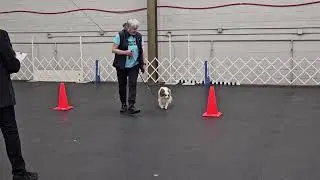 Reo - AOC Obedience Jan 2024 - 2