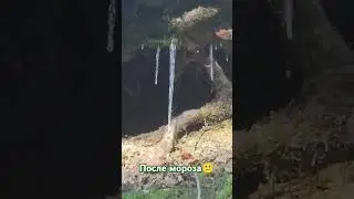 Лесная расслабляющая прогулка. #сочи#природа#лес#релакс#отдых#meditation#relaxing#forest#water#cool