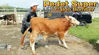Harga Sapi Terbaru !! Pedet Super Dan Bahan Penggemukan Sapi Qurban Di Pasar Sapi Ambarketawang !!