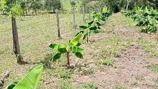dale al cultivo la opci&oacute;n de regular el pH y acidex ,