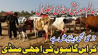 Today fresh rates Salam Mandi Bhalwal Pure Jarsey Breed Australian Fresian HF cross breed !Ali Best