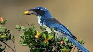 On Beyond: Anu Mupparthi Future Agriculture Channel Island Jays