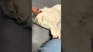 Ice Princess, retiring female Maine Coon